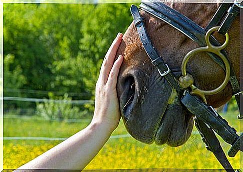 A horse is being petted.