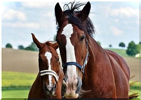 Horses trot in a meadow.