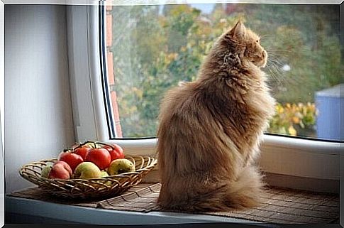 Cat at the window