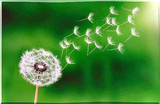 Dandelions on a green background