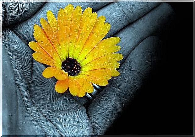 Yellow flower lies on a palm