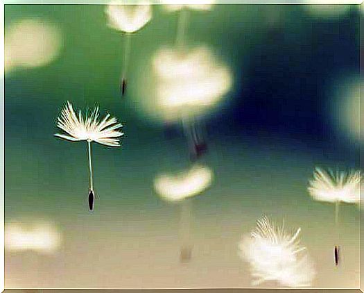 Dandelions in the air