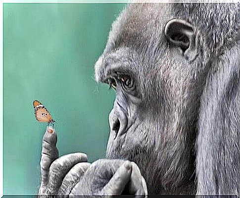 Gorilla holds butterfly on her finger