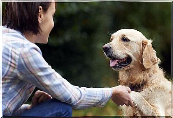 How do dogs recognize faces?