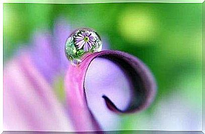 Drops of water on a flower