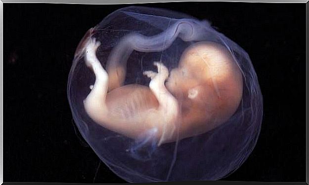 Embryo lies in the amniotic fluid