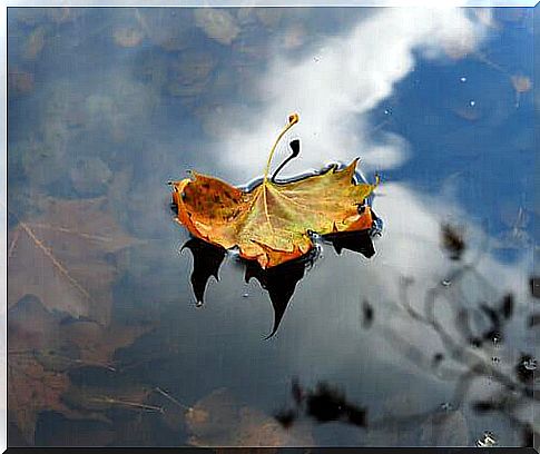 Autumn leaf lying in a puddle