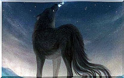 Let out feelings - wolf howls at stars