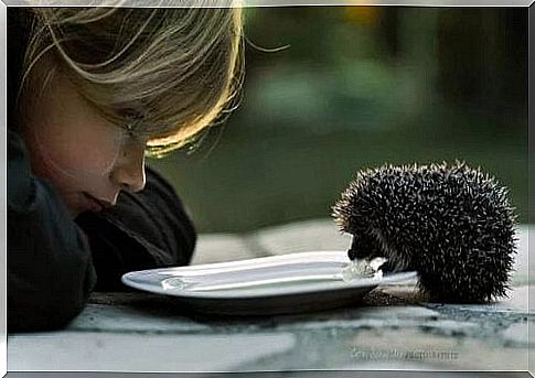 Hedgehog eating with child