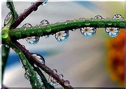 Dewdrops reflecting flowers