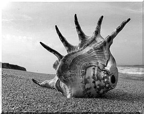 Shell, which is a democratic symbol in the "Lord of the Flies"