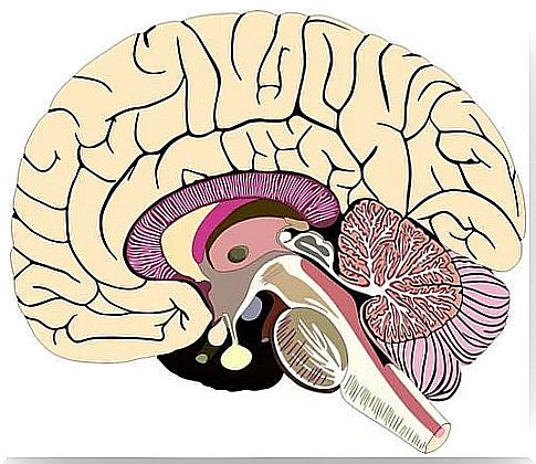 Brain anatomy