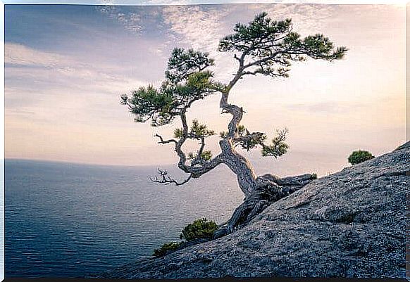 A tree grows on the rock and the sun sets in the background.