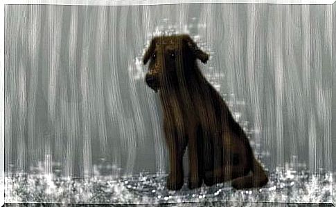 Dog in the rain