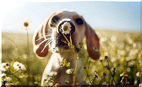 Puppy smells flower