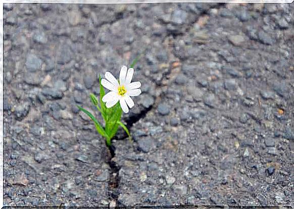 Orange metaphor - flower growing out of a stone