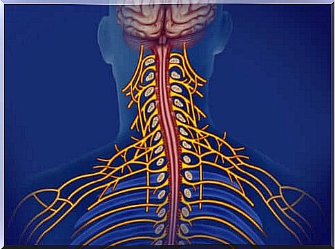 The somatic nervous system: features and how it works