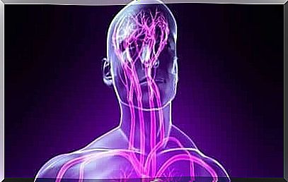 somatic nervous system - neural pathways