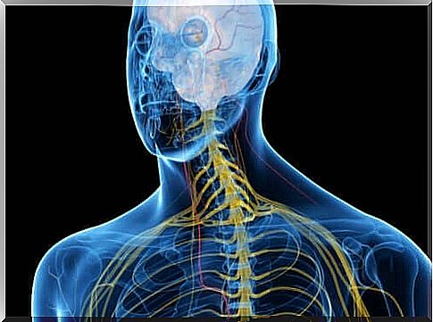 somatic nervous system - colored nervous system of a man