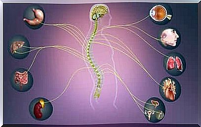 somatic nervous system - overview image