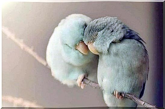 Two light blue birds sit on a perch and cuddle.