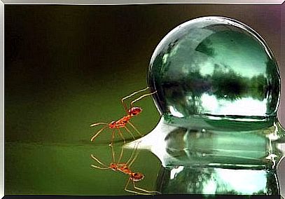 An ant pushes a drop of water with its front legs.